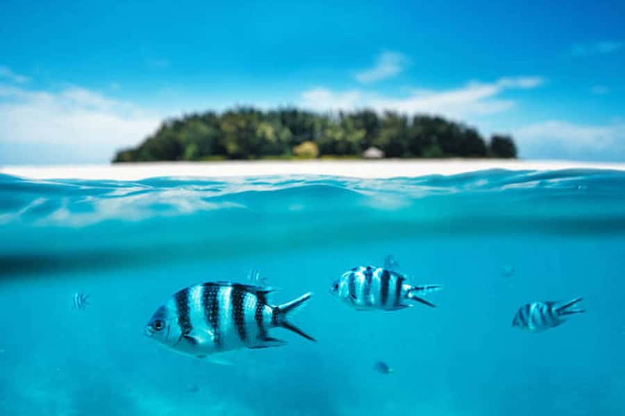 Mnemba paradise; snorkling with jet ski from kendwa beach - The coastal ride toward Nungwi