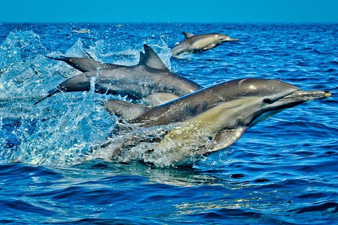 Mnemba Snorkeling, Kuza Cave, Blue Lagoon, Starfish Tour, The Rock Restaurant - Blue Lagoon offers the better snorkeling reset