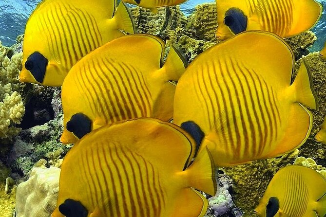 Mnemba Snorkeling, Kuza Cave, Blue Lagoon, Starfish Tour, The Rock Restaurant - The Rock Restaurant is iconic, but lunch is your decision