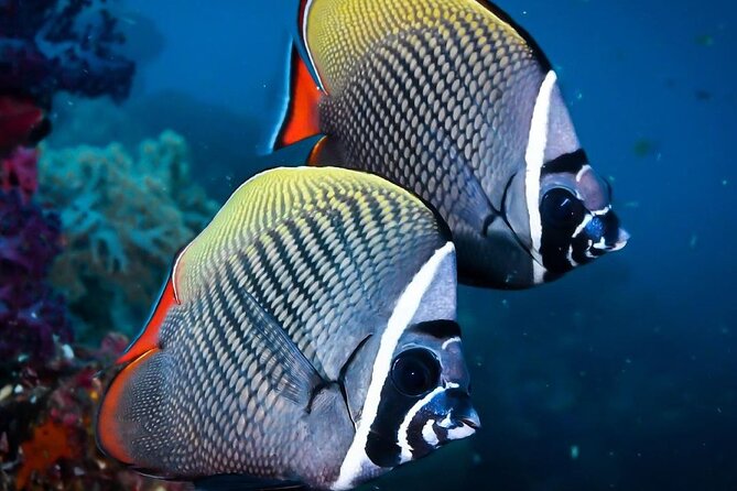 Mnemba Snorkeling, Kuza Cave, Blue Lagoon, Starfish Tour, The Rock Restaurant - The private car is both the advantage and the catch