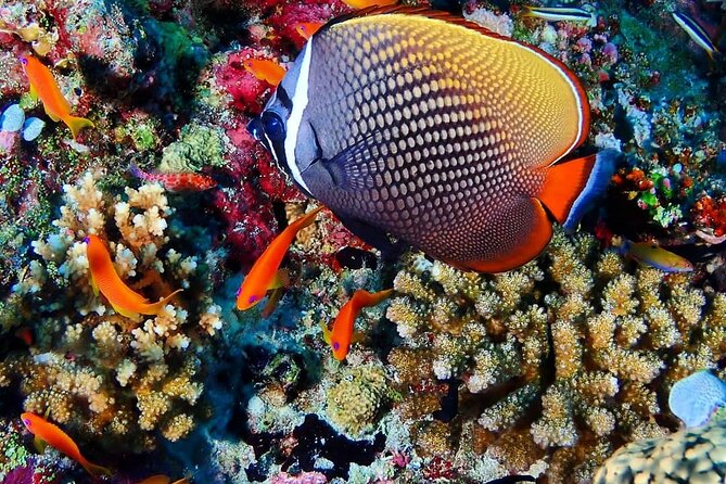 Mnemba Snorkeling, Kuza Cave, Blue Lagoon, Starfish Tour, The Rock Restaurant - Kuza Cave brings a slower, more unusual pause
