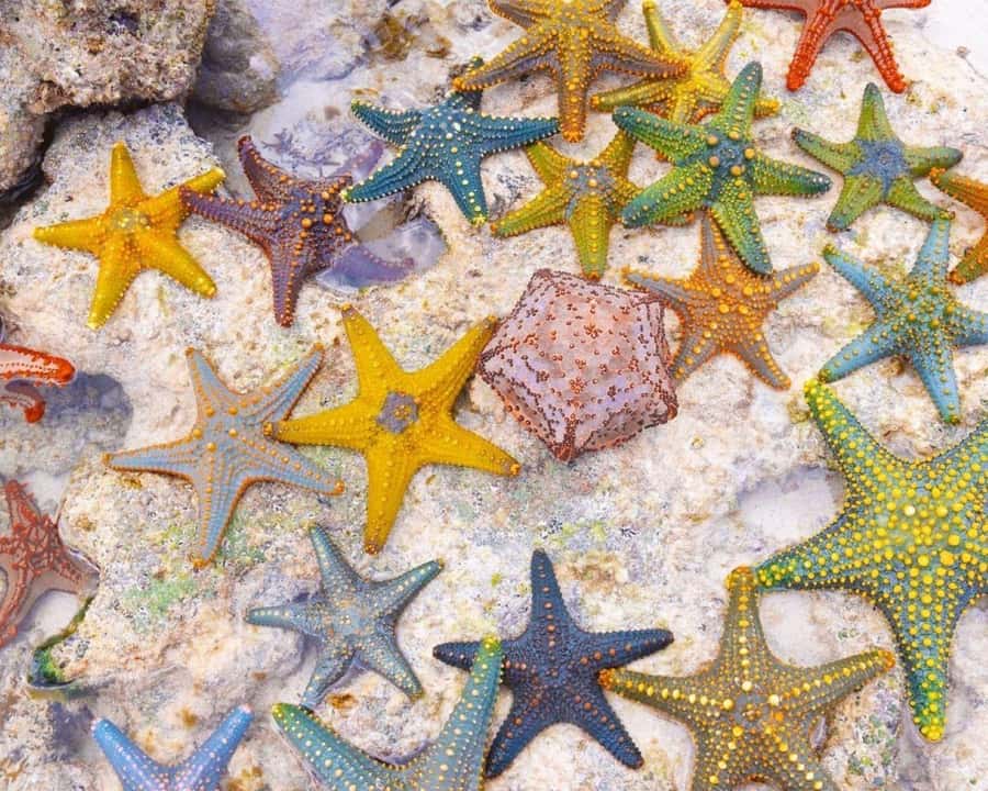 Mnemba Tour, Island Pongwe, Kuza Cave, Blue Lagoon, The Rock - What $150 per person really buys