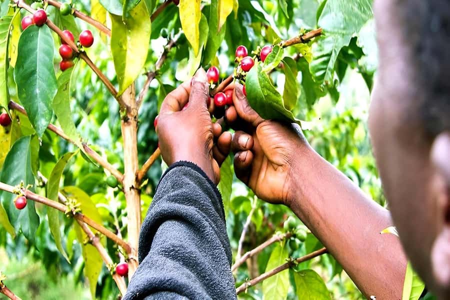 Moshi : Materuni Waterfall and Coffee Tour with Lunch - Hiking through the foothills to Materuni Falls