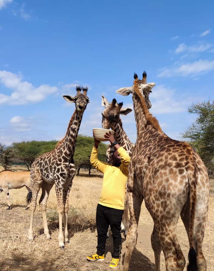 Moshi: Serval Wildlife Tour with food and drinks - Quick points to know