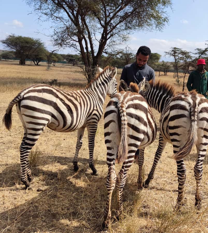 Moshi: Serval Wildlife Tour with food and drinks - The drive from Moshi or Arusha
