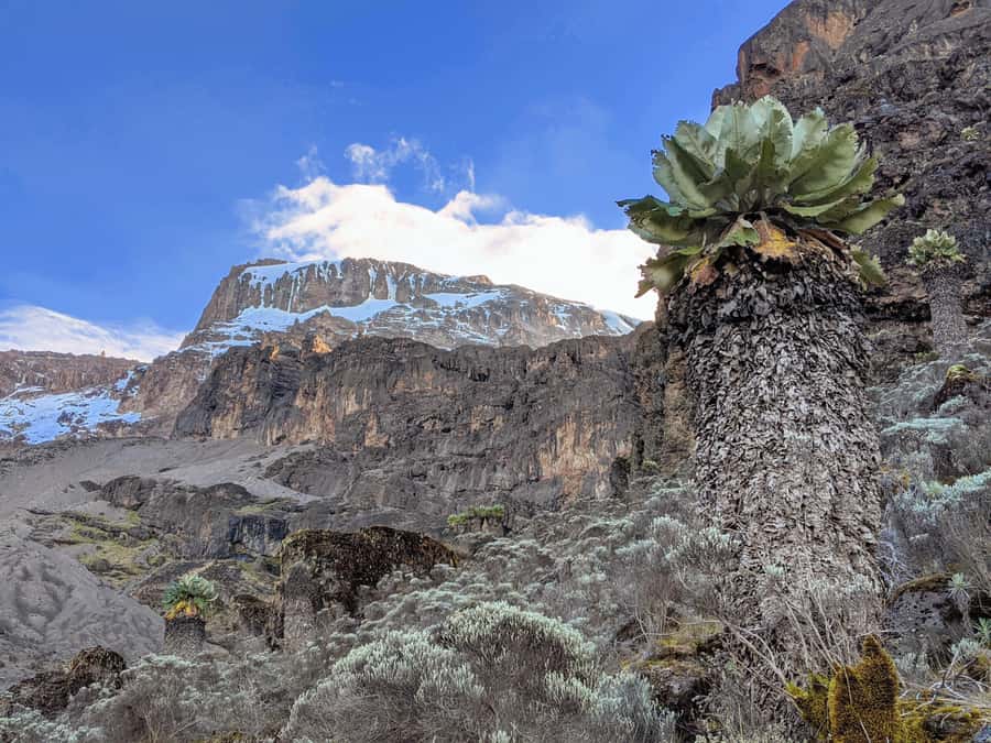 Mount Kilimanjaro Climbing in Tanzania Full-Day Trip - Marangu Gate at 1,860 meters