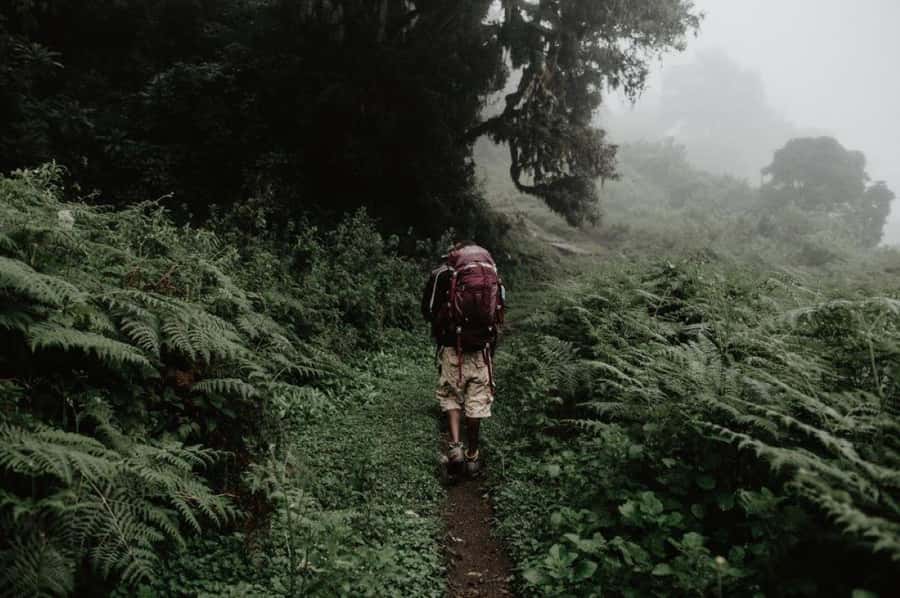 Mount Kilimanjaro Climbing in Tanzania Full-Day Trip - Four hours through the Kilimanjaro rainforest