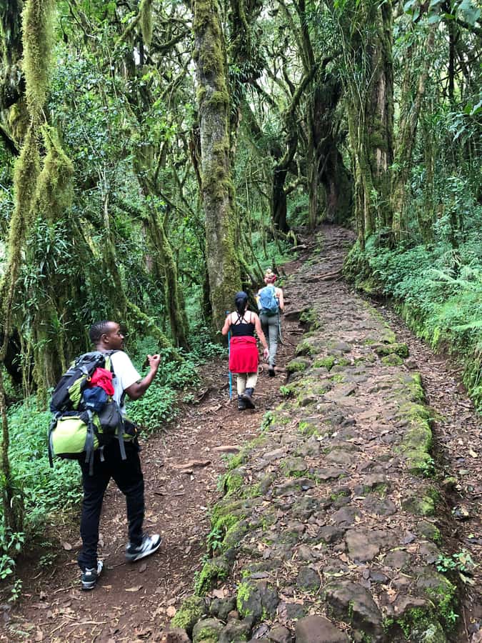 Mount Kilimanjaro Climbing in Tanzania Full-Day Trip - Starting at 7:00 am in Moshi
