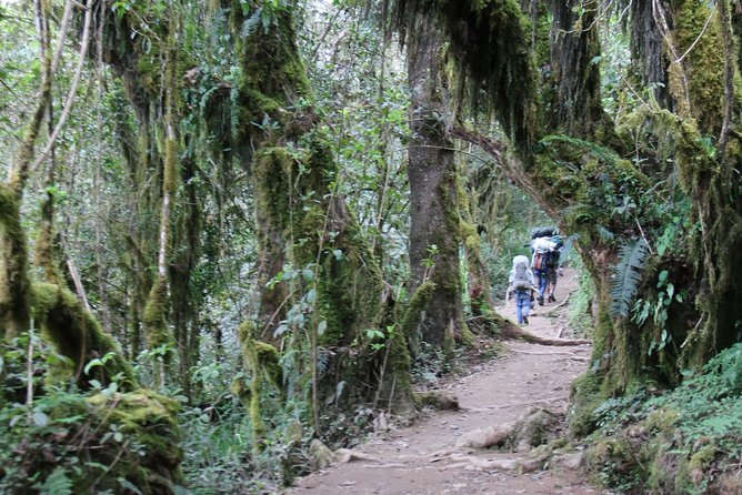 Mount Kilimanjaro Day Hike - The 7:00 am pickup and three-hour road transfer