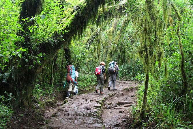 Mount Kilimanjaro Day Hike Through Marangu Route to Mandara Hut - The descent and the ten-hour day