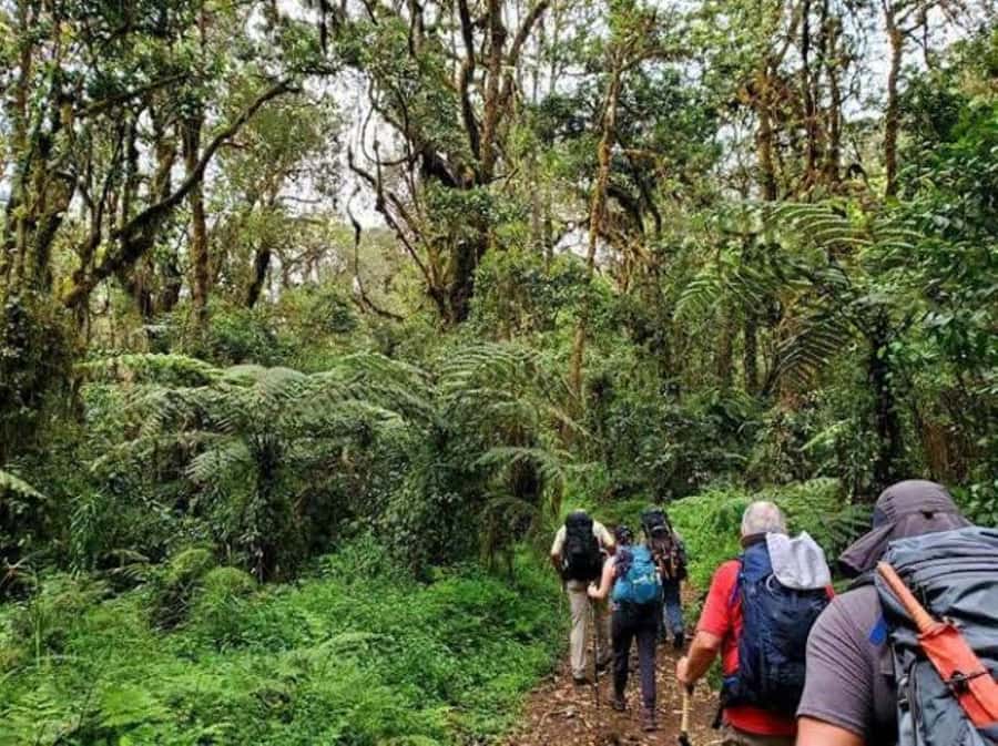 Mount Kilimanjaro National Park Day Trip - Who should book this hike?