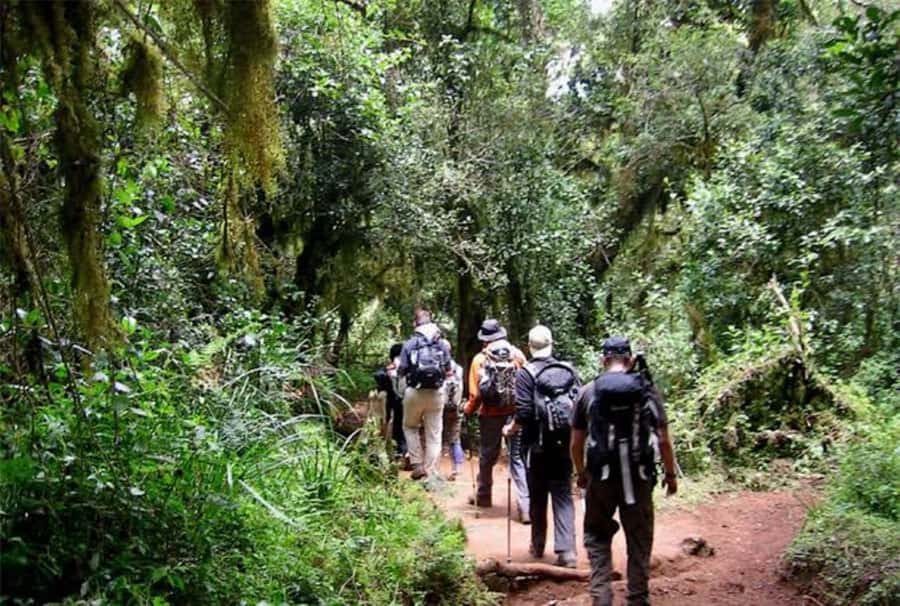 Mount Kilimanjaro National Park Day Trip - The drive from Arusha or Moshi