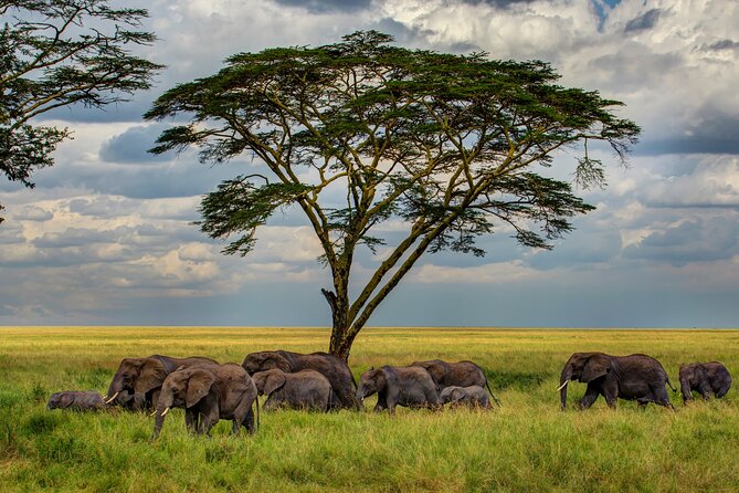 Multi-Day Camping Safari Experience in Arusha - Why Ndutu makes this safari special