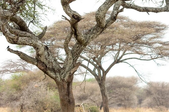 Multi-Day Camping Safari Experience in Arusha - Day 2: Reaching Ndutu for the first game drive