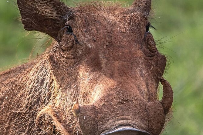 Multi-Day Camping Safari Experience in Arusha - Day 5: Down into the Ngorongoro Crater