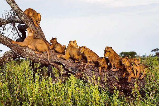 Multi-Day Camping Safari Experience in Arusha - Camping, meals, and the safari vehicle