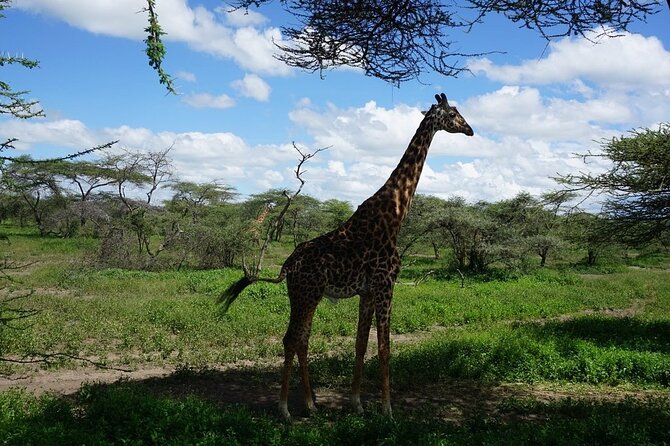 Multi-Day Tanzania Odssey Safari from Arusha - Day 3: A full day on the Ngorongoro Crater floor