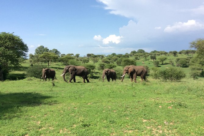 Multi-Day Tanzania Odssey Safari from Arusha - Guides are the heart of the experience