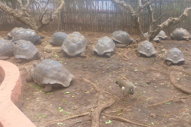 Nakupenda Beach Day Tour in Zanzibar - Snorkeling, swimming, and the role of weather