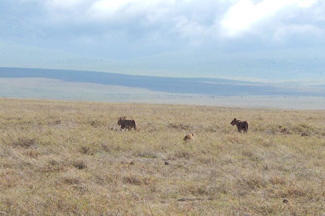Ngorongoro Adventure Day Tour from Arusha - The crater rim and the 2,000-foot descent