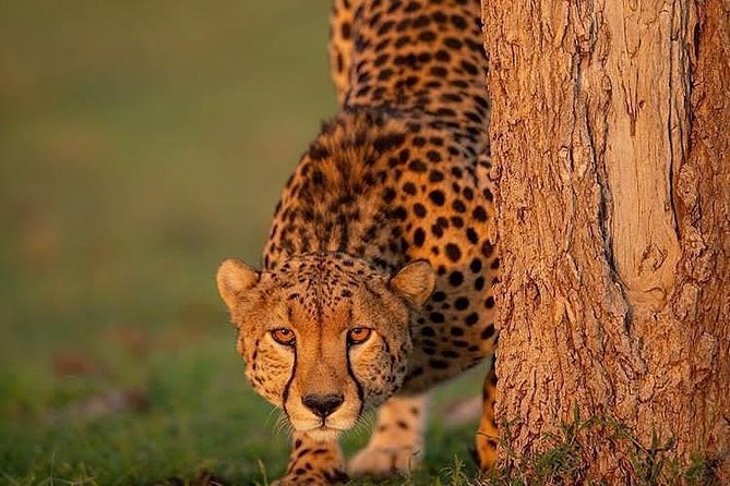 Ngorongoro Adventures in a day - Why Ngorongoro works so well for one day