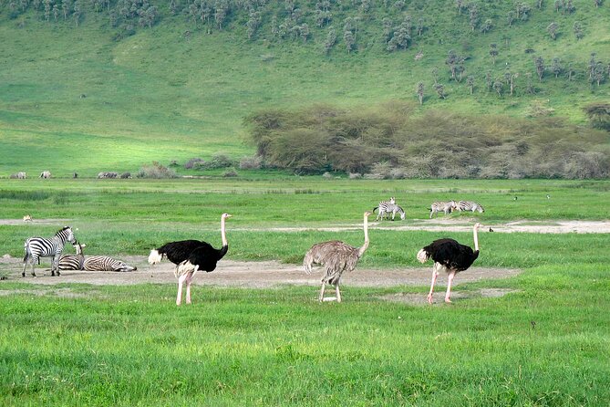 Ngorongoro Crater Day Trip – Shared Group Safari - Why Ngorongoro Crater works as a one-day safari