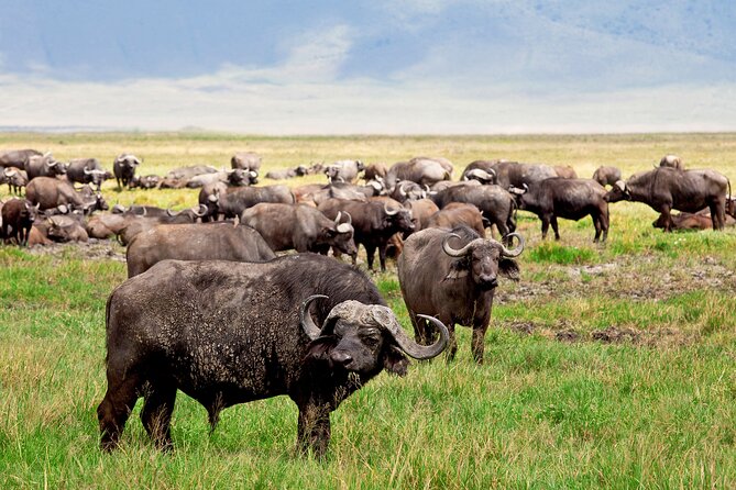 Ngorongoro Crater Day Trip – Shared Group Safari - The crater rim gives you the first great view