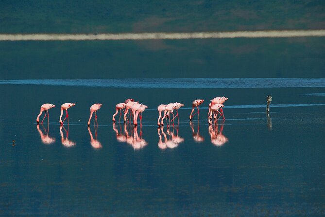 Ngorongoro Crater Day Trip – Shared Group Safari - Lake Magadi and the flamingos