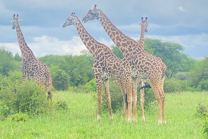 Ngorongoro Crater Day Trip – Shared Group Safari - Hippo pools and water-loving wildlife
