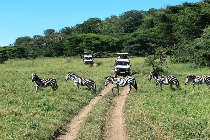 Ngorongoro Crater Day Trip – Shared Group Safari - Lions, rhinos, buffalo, and the Big Five