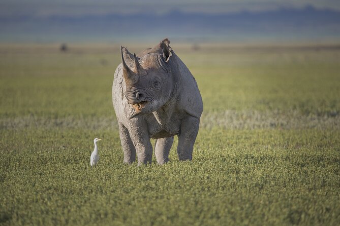 Ngorongoro Crater Day Trip – Shared Group Safari - Birdlife beyond the flamingos