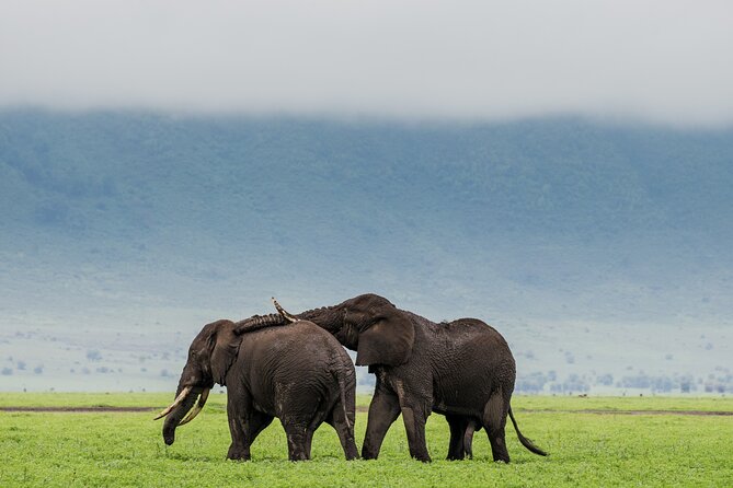 Ngorongoro Crater Day Trip – Shared Group Safari - The 6:00 am departure from Arusha
