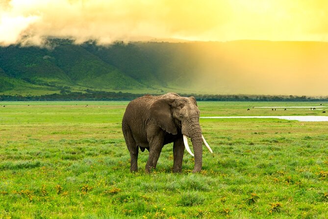 Ngorongoro Crater Exclusive: A Journey into Africa’s Eden - Why Ngorongoro makes a strong one-day safari