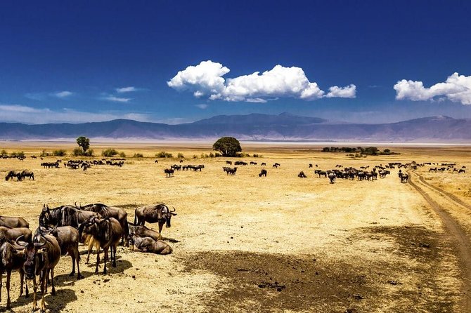 Ngorongoro Crater Exclusive: A Journey into Africa’s Eden - The 3:00 p.m. ascent and return to Arusha