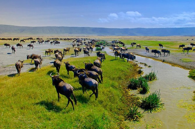 Ngorongoro Crater Exclusive: A Journey into Africa’s Eden - The 8:30 a.m. crater rim view