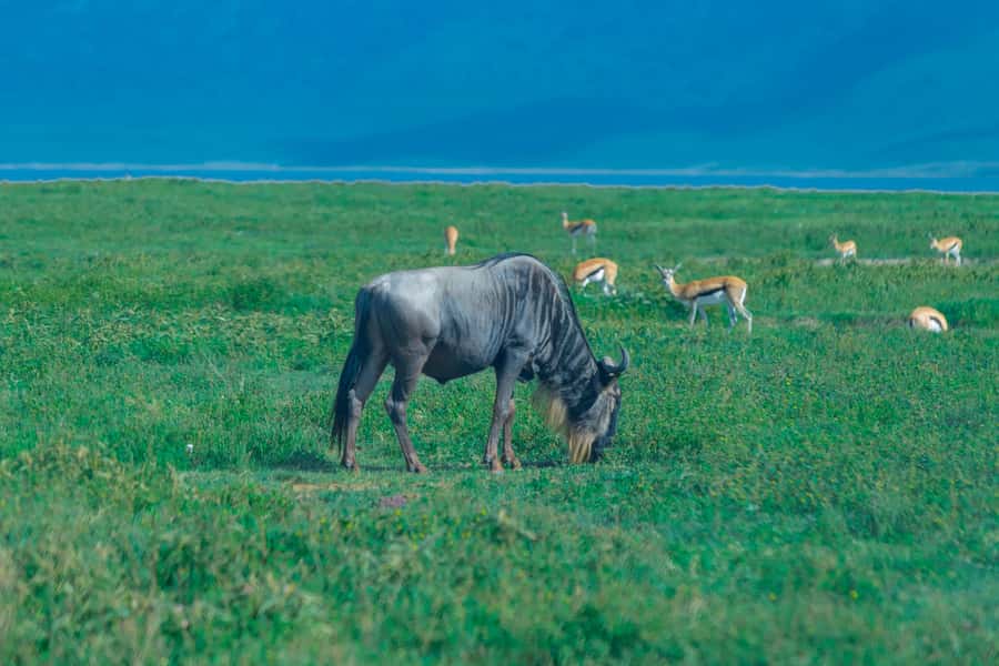 Ngorongoro Crater: Full-Day Safari Tour - Why Ngorongoro Crater is worth the long day