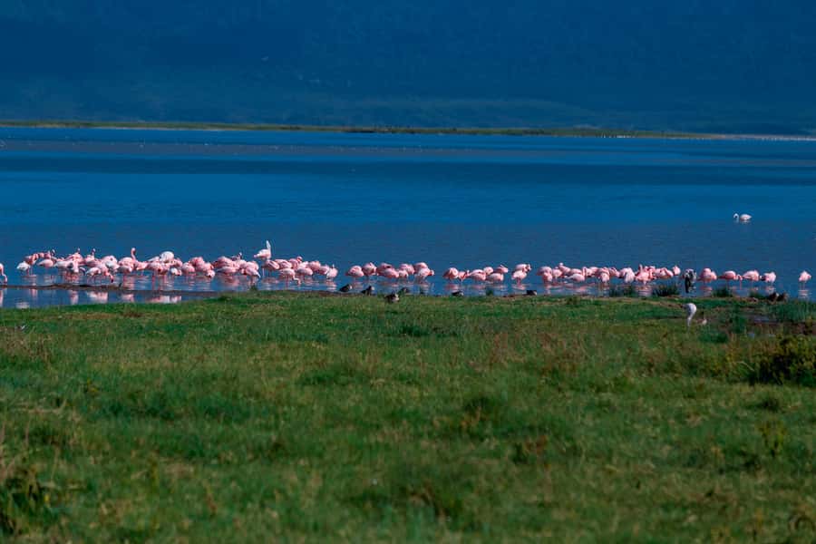 Ngorongoro Crater: Full-Day Safari Tour - The return drive and the real time commitment