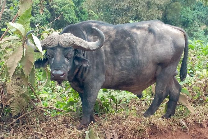 Ngorongoro Day Trip From Arusha / Kilimanjaro - Why Ngorongoro Crater is worth the long day