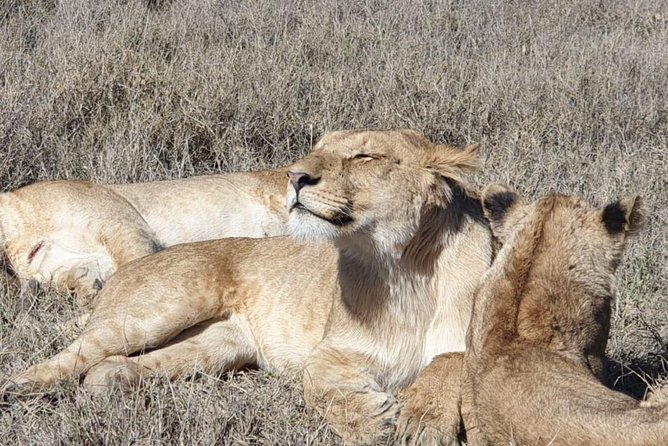 Ngorongoro Day Trip From Arusha / Kilimanjaro - What the private format really gives you