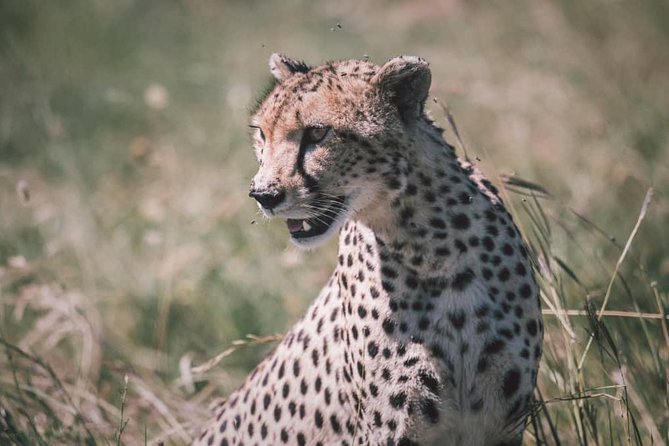 Northern-circuit Adventure - Day two: a full wildlife day at Lake Manyara