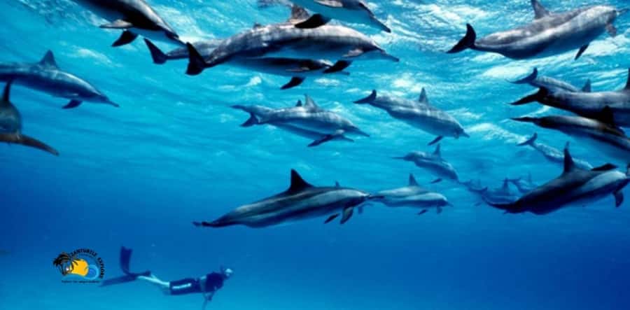 Nungwi: Mnemba Atoll Dolphins Tour with Snacks | Half-day - Key Things To Know Before You Book