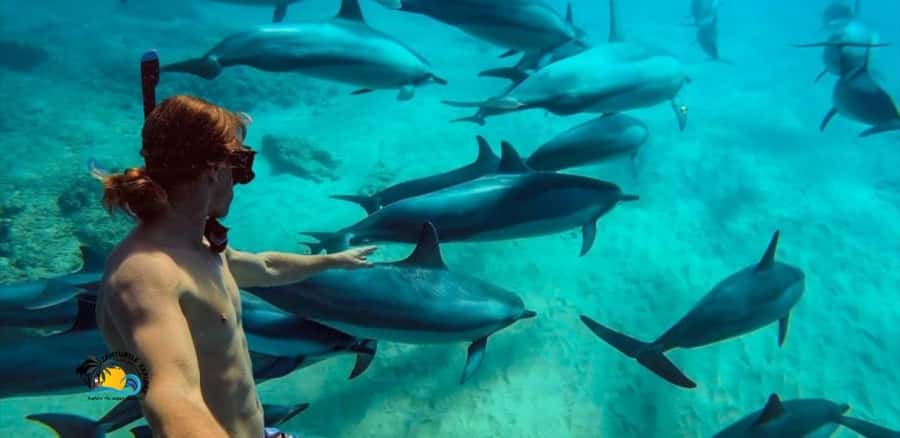 Nungwi: Mnemba Atoll Dolphins Tour with Snacks | Half-day - Dolphin Watching Between Nungwi and Mnemba