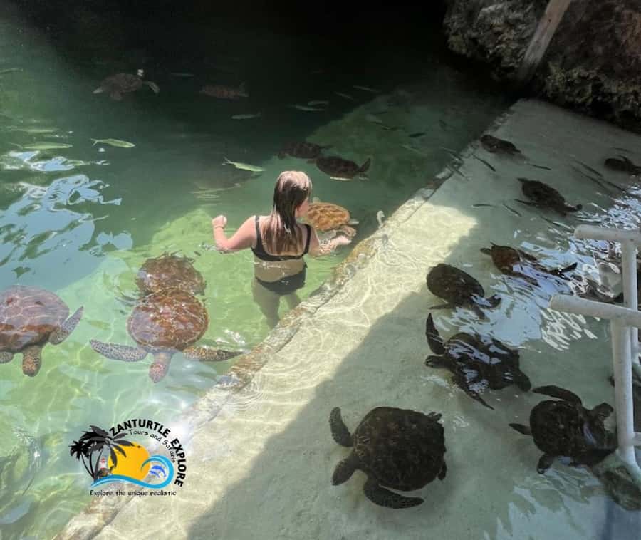 Nungwi: Swim & Snorkel with Turtles at The Lagoons Zanzibar - Reaching The Lagoons Zanzibar from your hotel