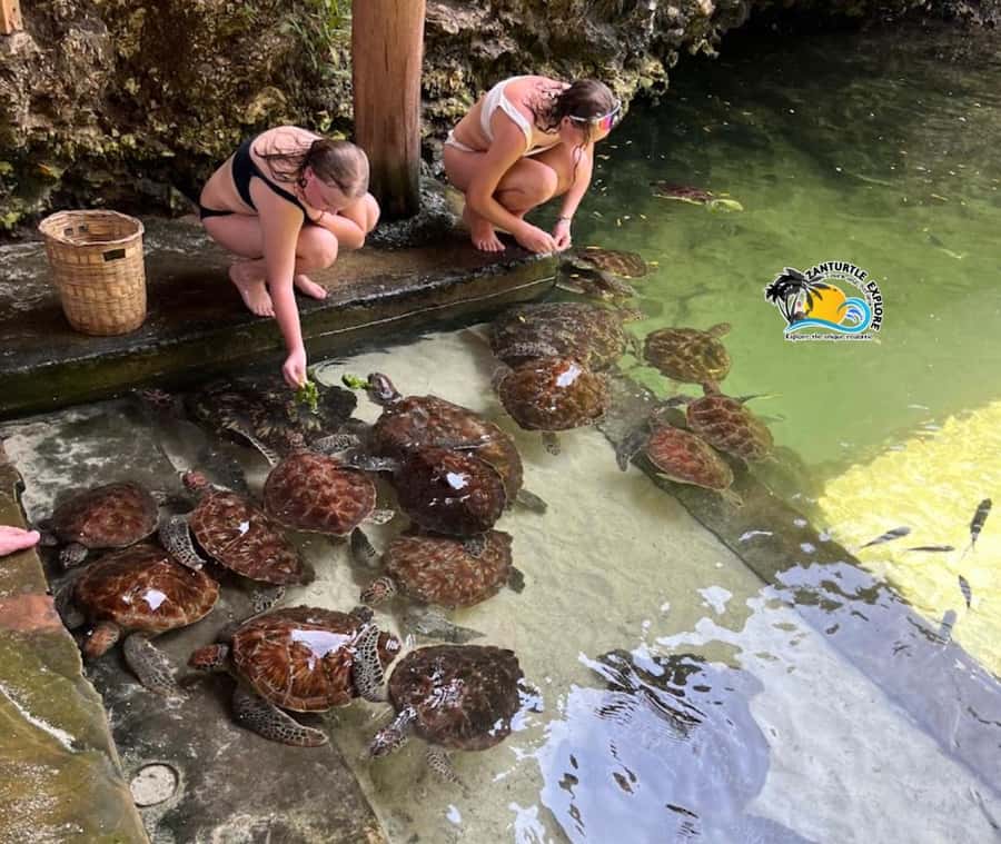 Nungwi: Swim & Snorkel with Turtles at The Lagoons Zanzibar - Feeding rules and safe swimming around turtles
