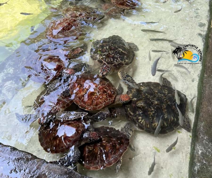 Nungwi: Swim & Snorkel with Turtles at The Lagoons Zanzibar - Is $42 a good value?