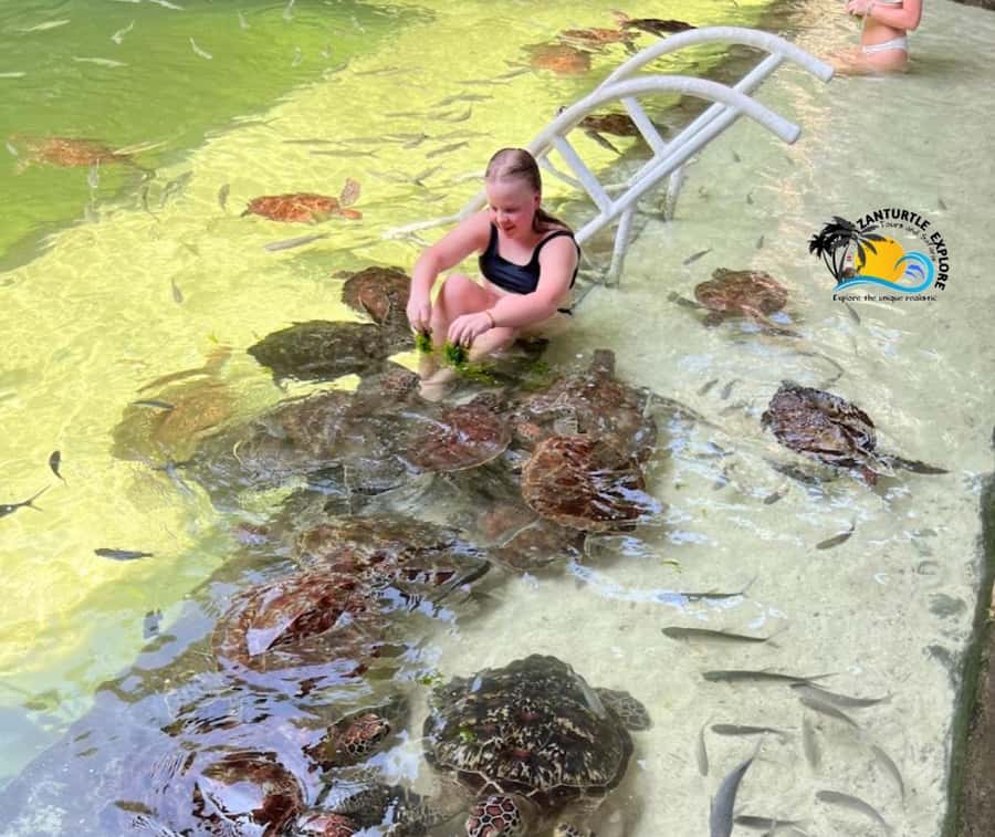Nungwi: Swim & Snorkel with Turtles at The Lagoons Zanzibar - Meeting the turtles in a natural lagoon