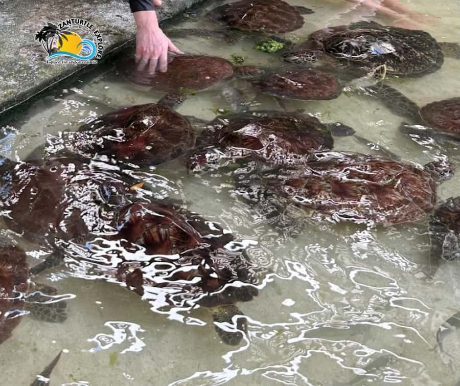 Nungwi: Swimming with Turtles at The Lagoons Zanzibar - Leaving your hotel for Nungwi’s turtle lagoons