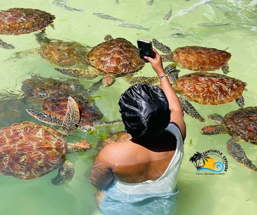 Nungwi: Swimming with Turtles at The Lagoons Zanzibar - Four lagoons, several sizes of turtle