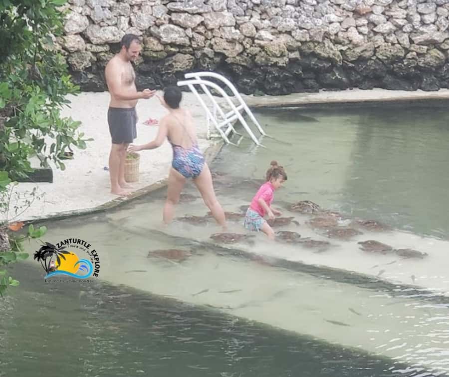 Nungwi: Swimming with Turtles at The Lagoons Zanzibar - Swimming and snorkeling beside rescued turtles