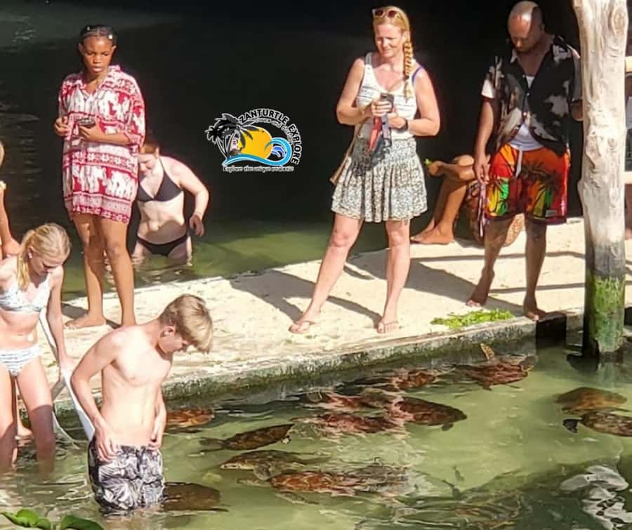 Nungwi: Swimming with Turtles at The Lagoons Zanzibar - Is $43 good value for two hours?